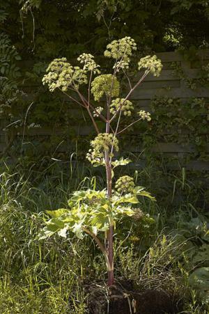 Angelica